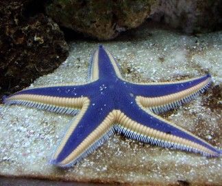 Facts: The Royal Starfish 